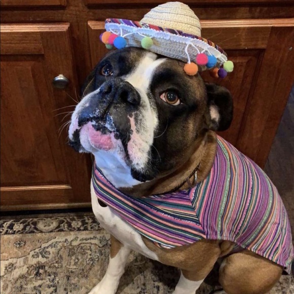 Meet your Posher, Grace - Picture 1 of 1